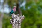 A lilac-breasted roller-Coracias caudata-perches on a tree branch Okavango Delta-Botswana Art Print